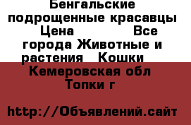 Бенгальские подрощенные красавцы. › Цена ­ 20 000 - Все города Животные и растения » Кошки   . Кемеровская обл.,Топки г.